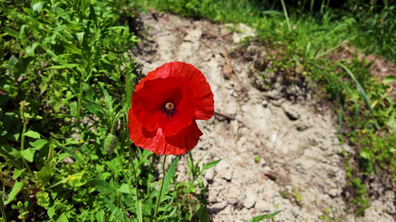 Een enkele rode klaproos zwaait zachtjes in fel zonlicht tegen een droog zandpad.