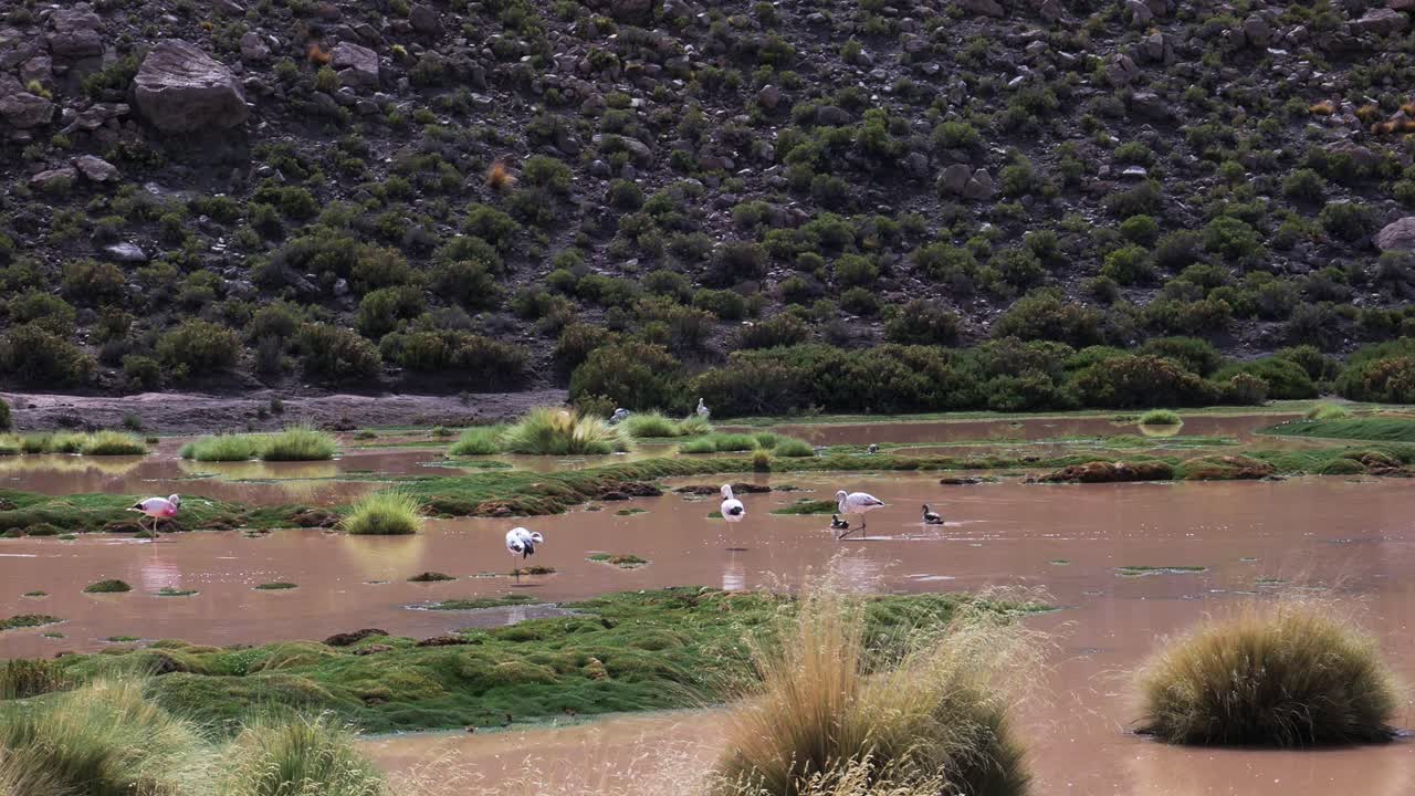 Flamingos and ducks wandering in shallow lake in Atacama desert in Chile