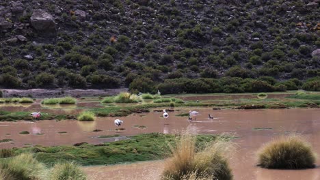 Flamencos-Y-Patos-Vagando-En-Un-Lago-Poco-Profundo-En-El-Desierto-De-Atacama-En-Chile