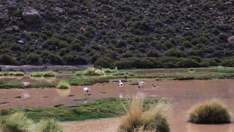 flamingos and ducks wandering in shallow lake in atacama desert in chile