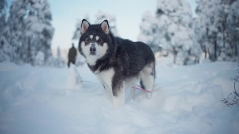 alaskan malamute pet dog standing in deep snow - close up