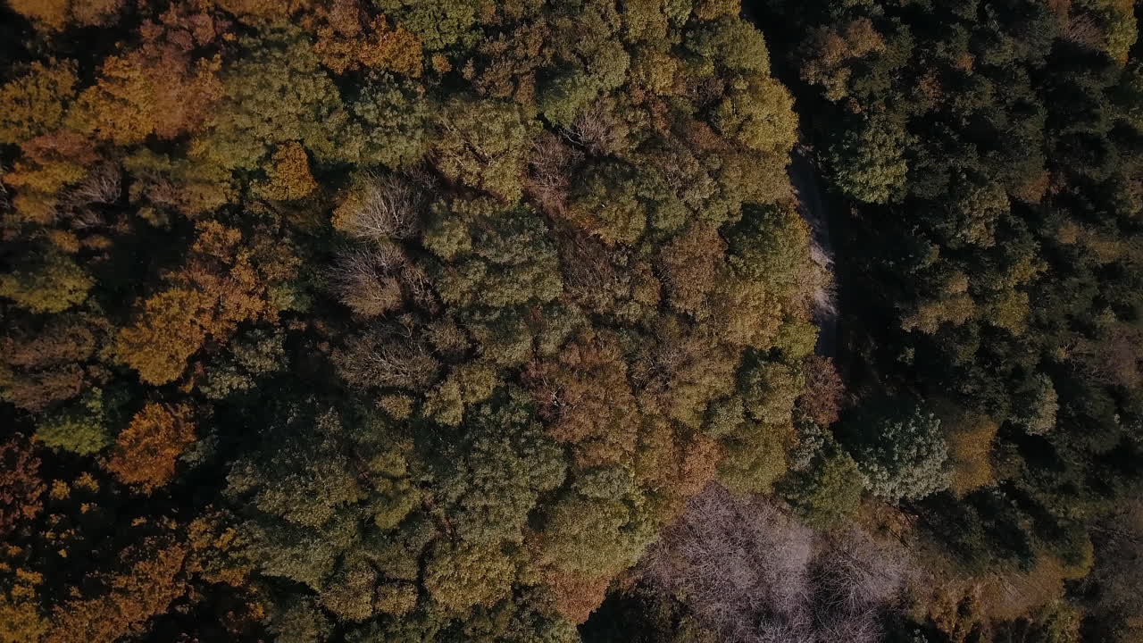 Zoom Out drone shot of a forest in autumn