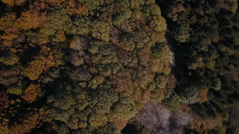 zoom out drone shot of a forest in autumn