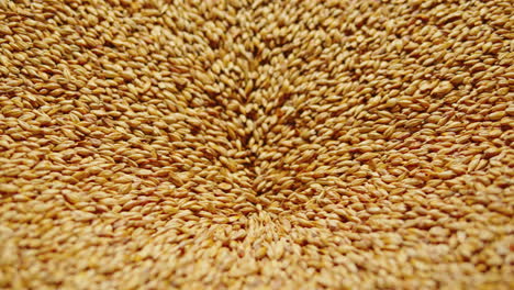 barley grains