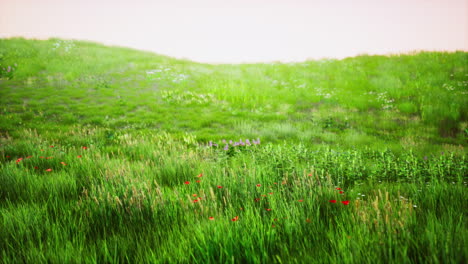 Grüne-Wiese-Unter-Blauem-Himmel