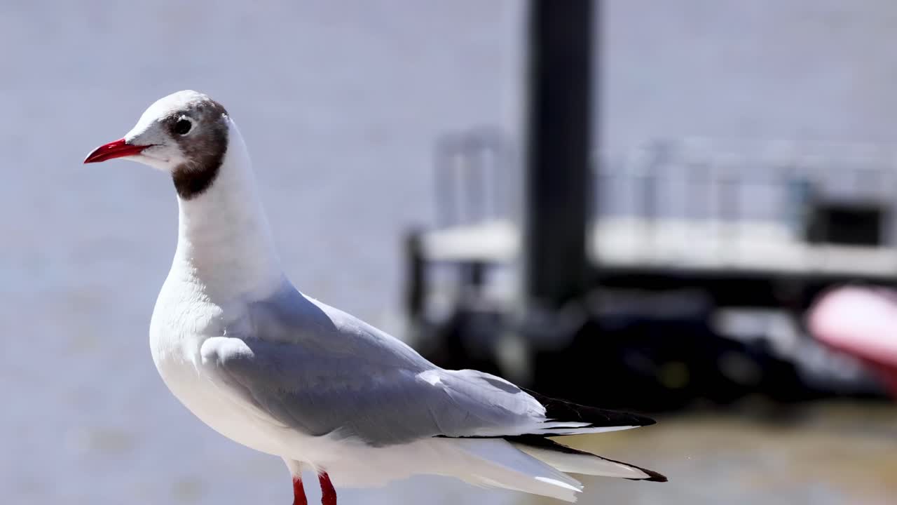 A gull perches and takes flight near a waterfront structure, showcasing its wings and movement.
