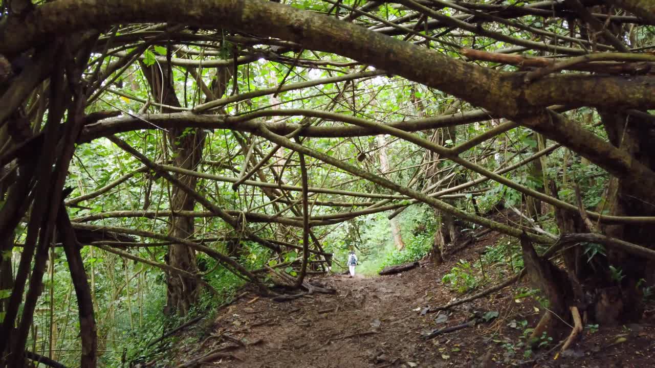 4K Hawaii Kauai gimbal shot going through dense horizontal branches on muddy path with a person in the distance