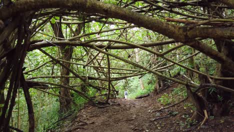 4k hawaii kauai gimbal shot going through dense horizontal branches on muddy path with a person in the distance