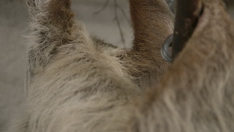 a two toed sloth hanging in a tree close to the camera slow motion