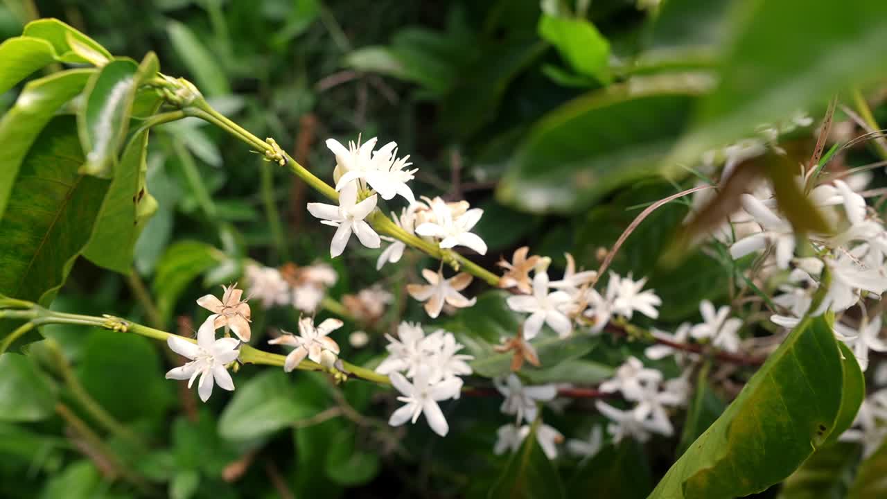Close up view of wild and exotic white little coffee plant flowers in full blooming and bees flying around during daylight.
