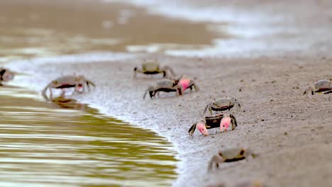 Neohelice-Krabben,-Die-Am-Sandigen-Ufer-Am-Wasser-Krabbeln