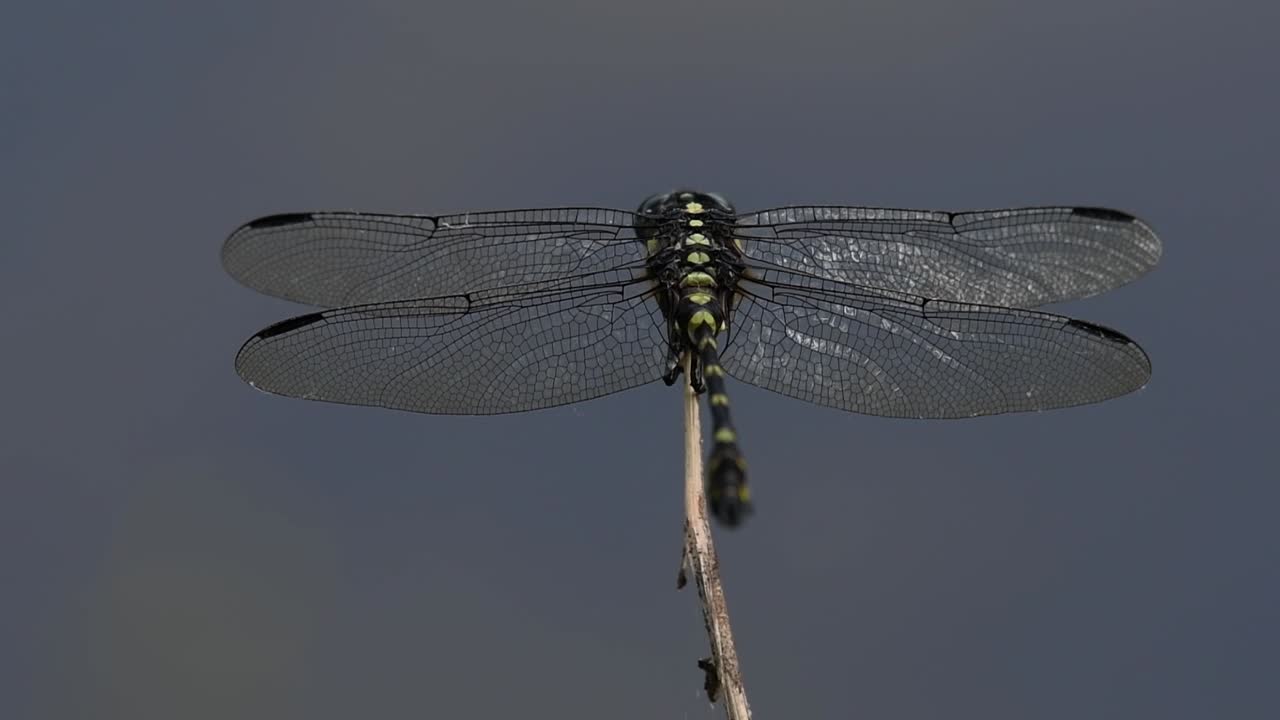 la libélula de cola de brida común se ve comúnmente en tailandia y asia