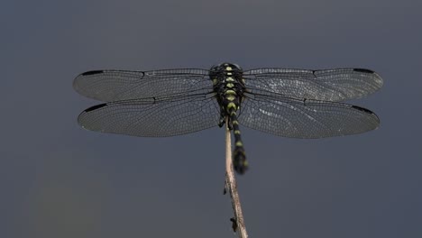 the common flangetail dragonfly is commonly seen in thailand and asia