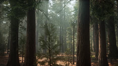 sunrise in the sequoias, general grant grove, sequoia national park