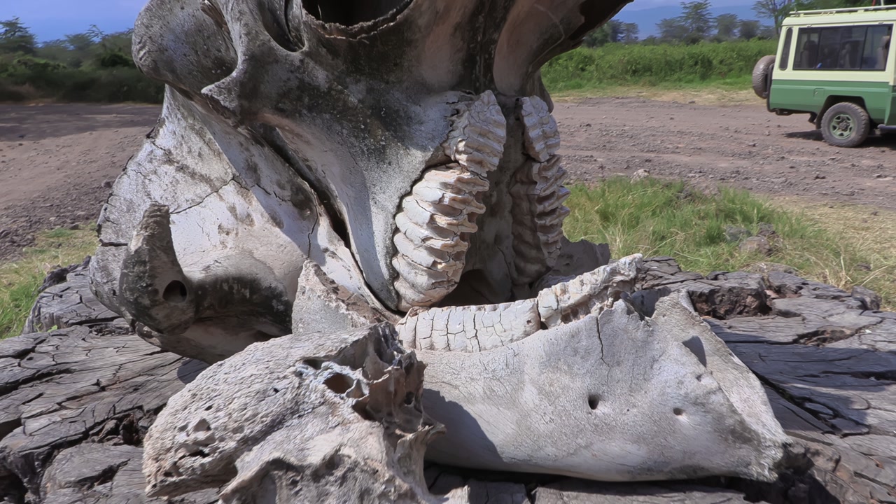 Handheld shot of an elephant skull displayed on a large tree stump at the entrance to Ngorongoro Crater, Tanzania, Africa, capturing a striking safari landmark.