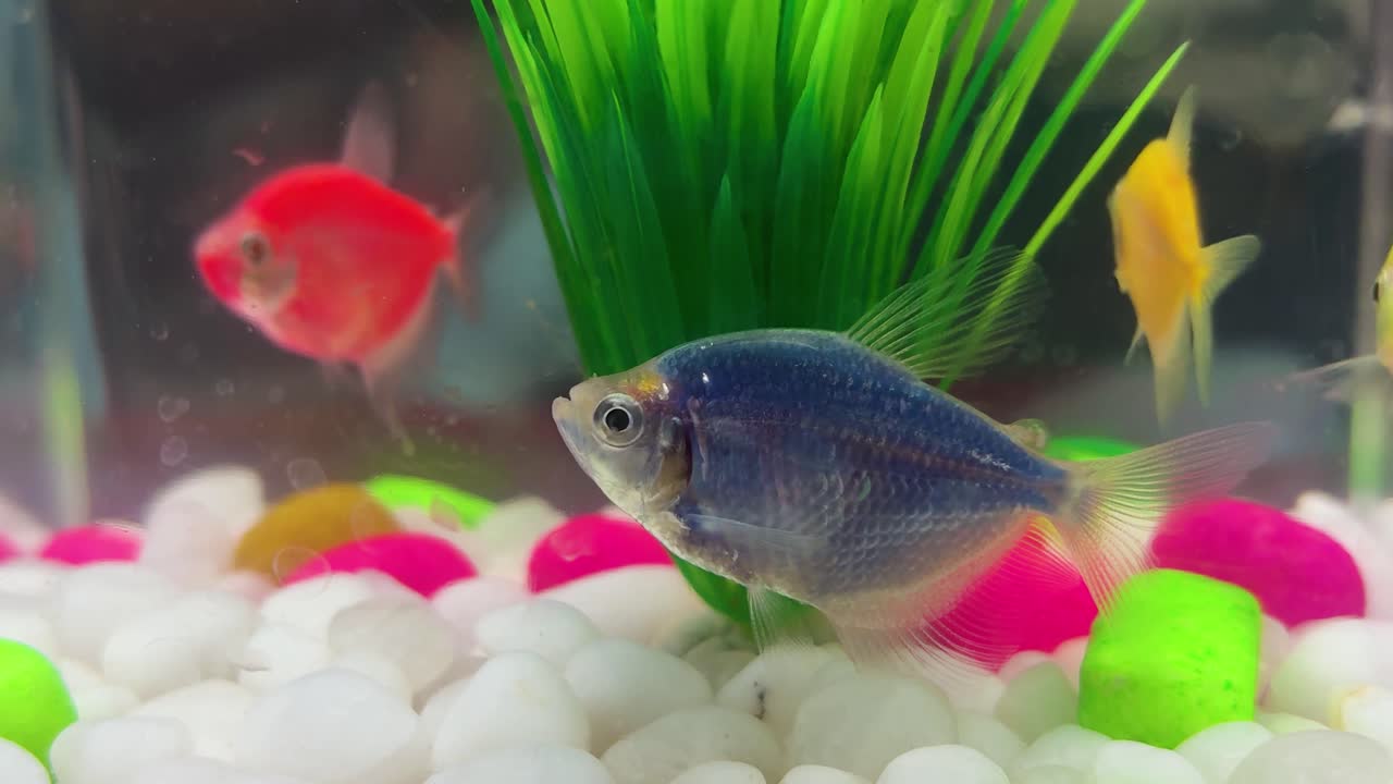 Levende pryd blå fisk med lyse farver i dekorativt akvarium