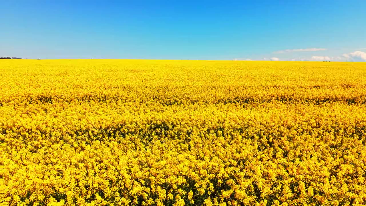 雲一つない青空の下、日中に地平線まで広がる満開の菜の花畑の広大な風景。広大な黄色の菜種畑。