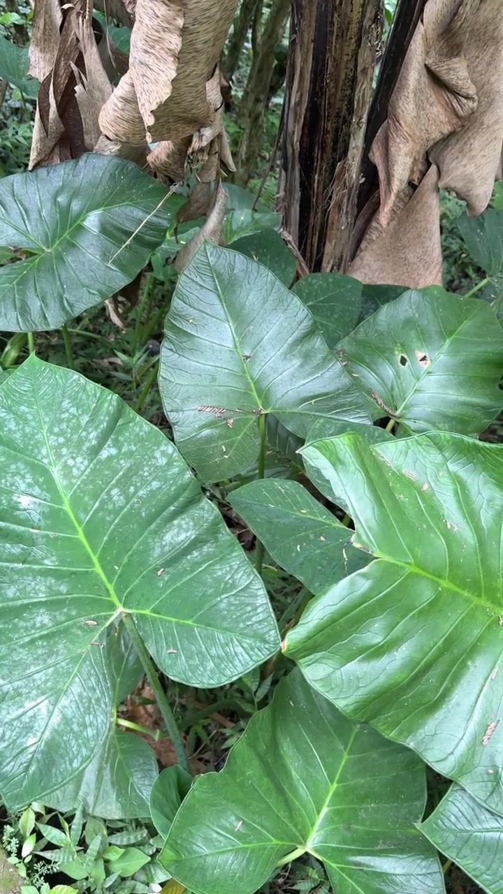 Grandes hojas verdes de oreja de elefante en jardín tropical
