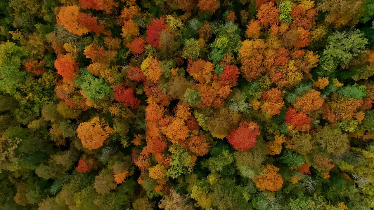 Steady rise above the treetops of an autumn forest