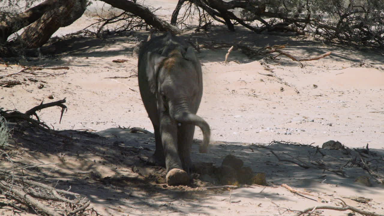 elefante juvenil del desierto en suelo arenoso a la sombra de un árbol
