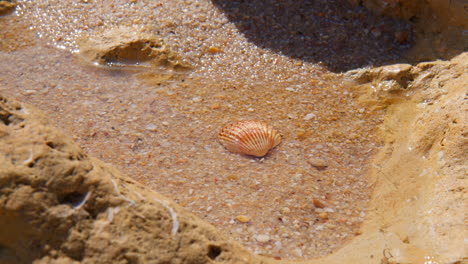 Sea-Shells-Washed-Over-Shore-Of-Praia-do-Evaristo-Beach,-Algarve-Portugal