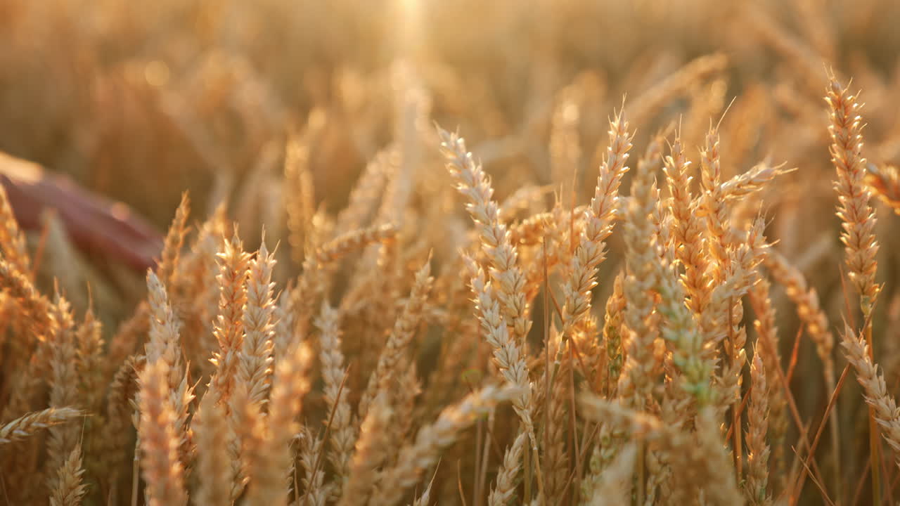 Hand of an old male touching ripe ears of corn in the field. Beautiful ripe spikelets in the rays of sun. Close up.