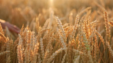 hand of an old male touching ripe ears of corn in the field. beautiful ripe spikelets in the rays of sun. close up.