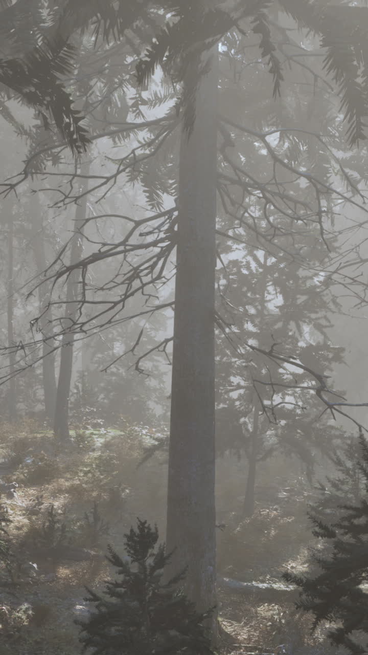 안개 가 가득 한 숲 의 장면