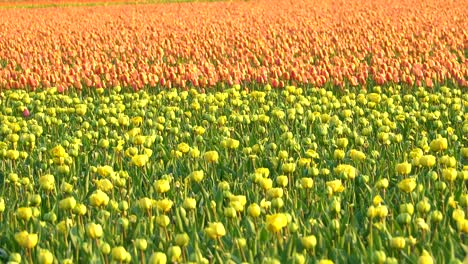 yellow tulips in bloom against a orange tulip background in a right to left slide