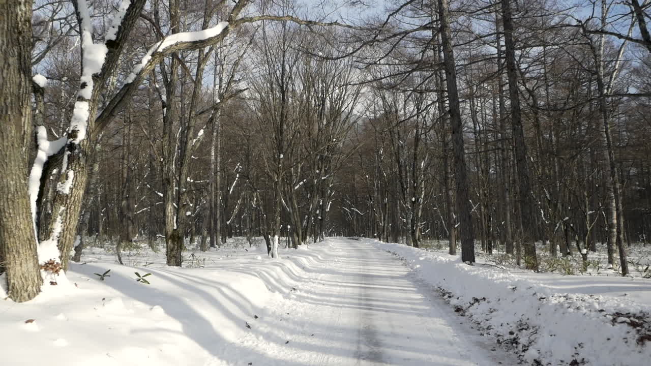 Dolly out snow covered country road through winter forest Senjogahara Marshlands Japan