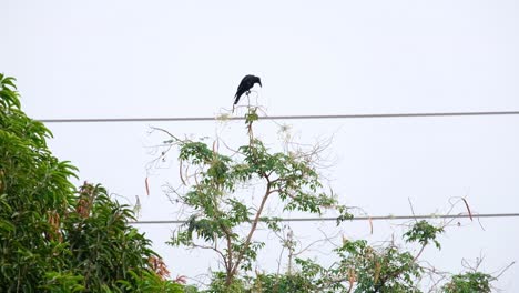 un cuervo posado en la rama de un árbol por cables eléctricos en tailandia - incline hacia arriba