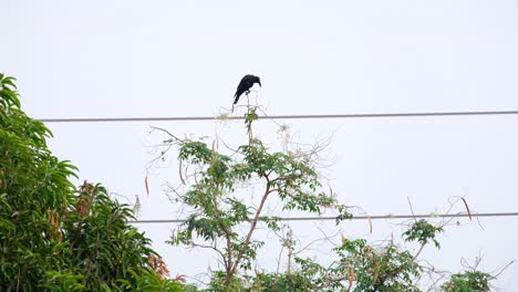 a crow perched on a tree branch by electrical wires in thailand - tilt up