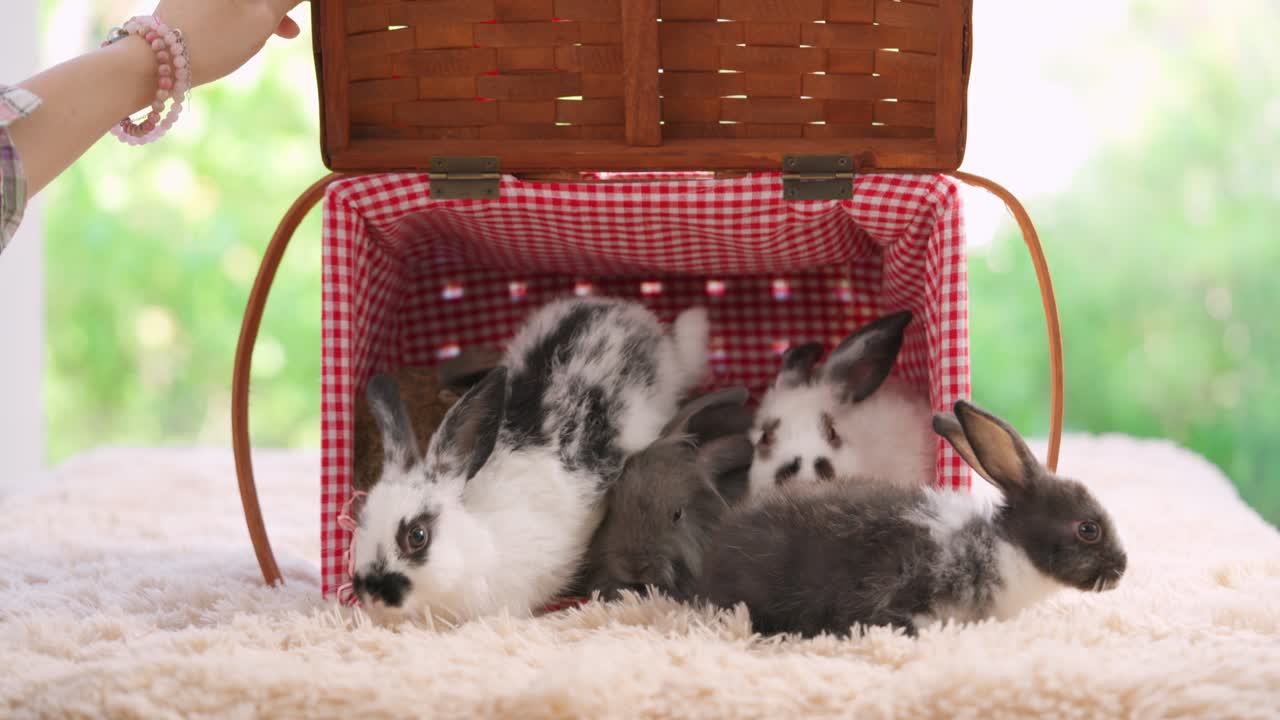 초록색 보케 자연 배경으로 피크닉 바구니에 앉아있는 아기 부활절 털 토끼 그룹.