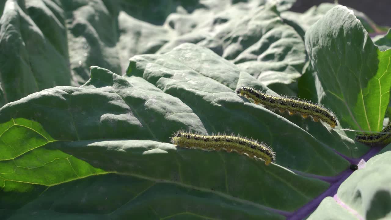 orugas en las hojas de repollo