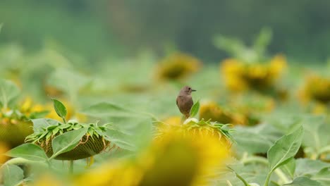 Blickt-Nach-Rechts,-Während-Man-Auf-Einer-Sonnenblume-Steht,-Und-Schaut-Dann-Schnell-Nach-Vorne,-Trauerschnäpper-Buschchat-Saxicola-Caprata,-Thailand