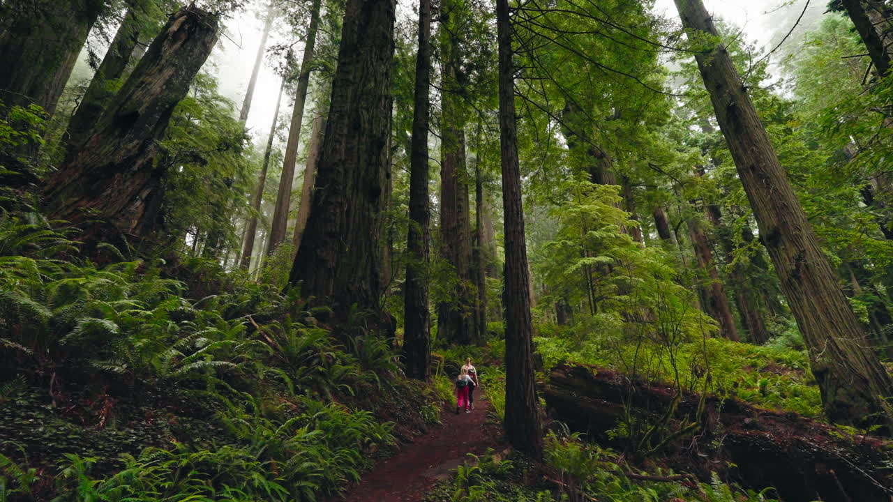 Walk among the giant redwood forest mother and children time together