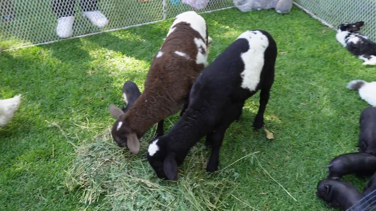 Animali da fattoria nel recinto a una festa per bambini.