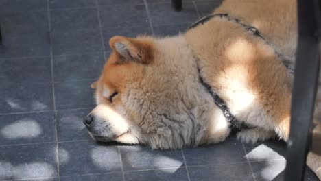 chow chow sleeping on a patio