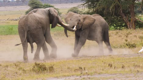 Afrikanische-Elefantenbullen-Kämpfen-Auf-Der-Amboseli-Ebene-In-UHD