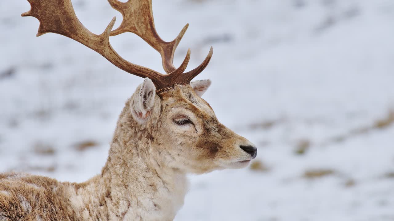 Tranquil winter morning scene with relaxed deer resting in soft snow and silence