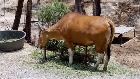 Banteng-Una-Especie-De-Vaca-Salvaje-Comiendo-Hierba