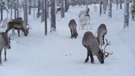 Reindeer-herd-trying-to-find-food-from-frozen-snowy-road-in-the-middle-of-forest-in-Lapland-Finland