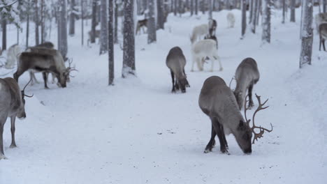 reindeer herd trying to find food from frozen snowy road in the middle of forest in lapland finland