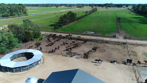 Horses-on-ranch-getting-mustered,-drone-reveal