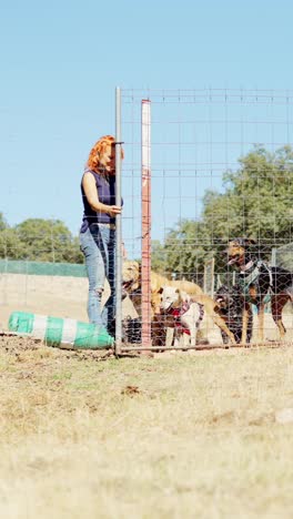 woman playing with dogs in an outdoor dog park