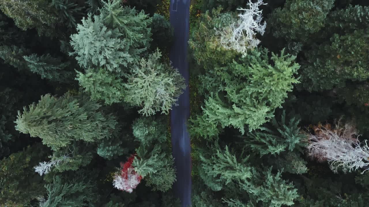 워싱턴 주 - 프랭클린 폭포와 스노퀄미 근처에 주차된 차가 한 대 있는 가을에 소나무 숲을 가로지르는 도로를 내려다보는 드론 공중