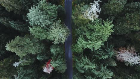 Washington-State---Drohnenantenne-Mit-Blick-Auf-Eine-Straße,-Die-Im-Herbst-Durch-Einen-Kiefernwald-Führt,-Mit-Einem-Einzigen-Geparkten-Auto,-In-Der-Nähe-Von-Franklin-Falls-Und-Snowqualmie