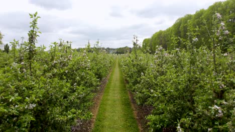 Dolly-backwards-drone-shot-between-green-trees-with-pink-blossom