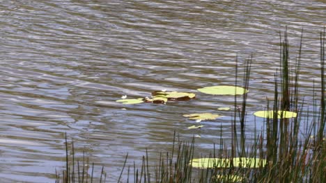 water lilies and reeds gently sway in pond ripples