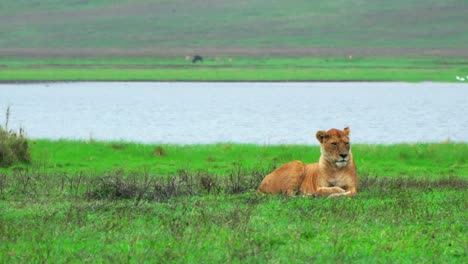 a lioness looks around as she lies in the grass